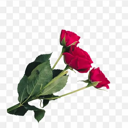 Red Rose Flower Png Image